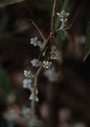 Macro photo of a budding branch with pale flower clusters against a dark background