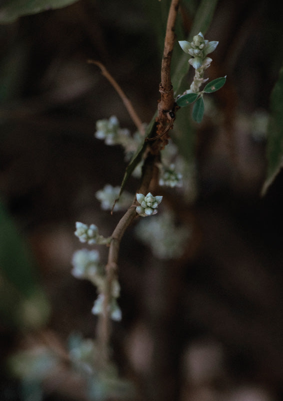 Macro photo of a budding branch with pale flower clusters against a dark background
