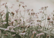 Close-up photograph of pink and white wildflowers growing amid green meadow grasses