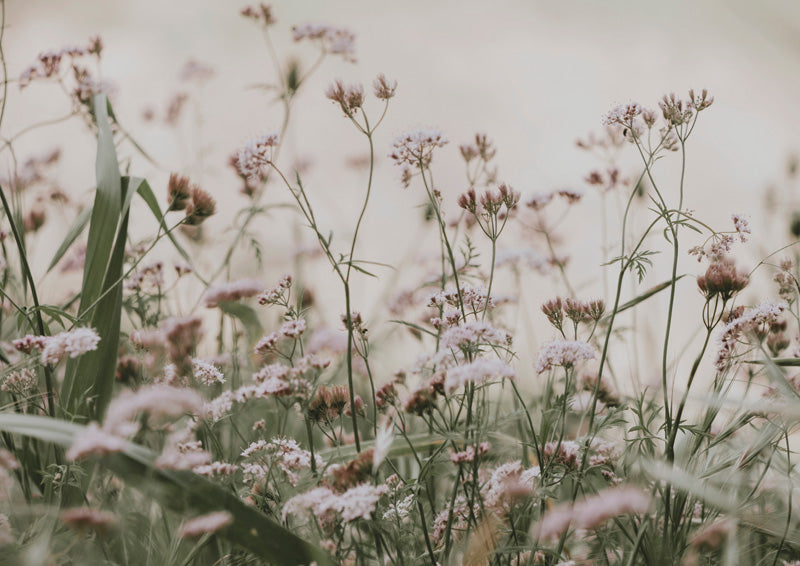 Close-up photograph of pink and white wildflowers growing amid green meadow grasses
