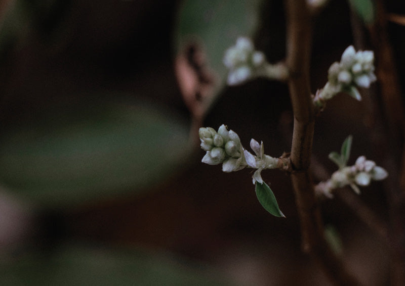 Close-up photograph of white blossom clusters on a dark branch with blurred green foliage background