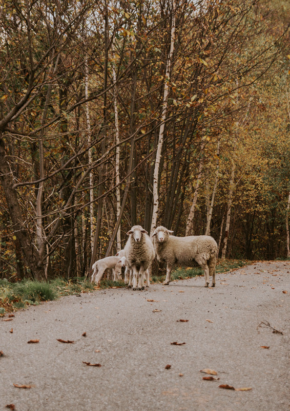 Sheep and lambs standing on a paved road bordered by autumn woodland trees
