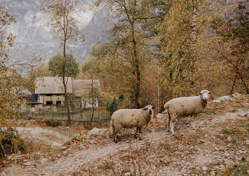 Two sheep on a rocky path near a stone cottage with autumn trees and mountains behind