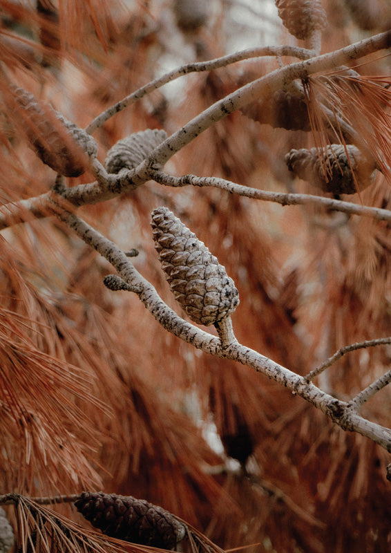 Close-up photo of a pine cone on a branch surrounded by rust-coloured pine needles in soft focus