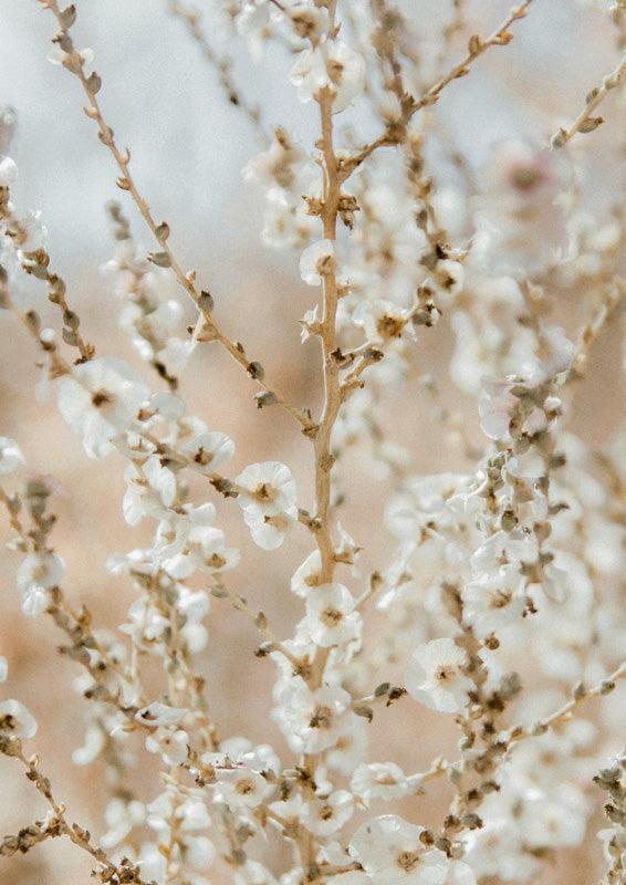 Close-up of white blossom sprigs on bare branches with a soft neutral background