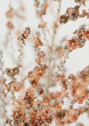 Close-up of dusty pink dried statice flowers on blurred stems against a pale background