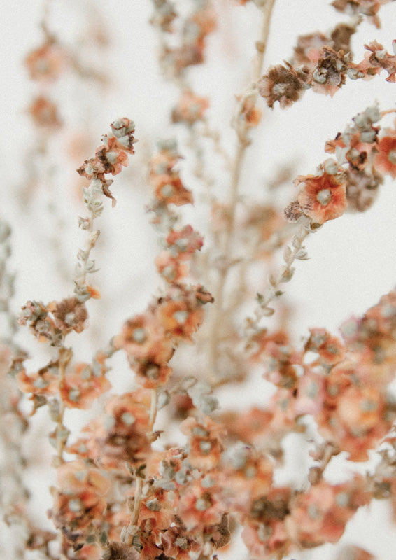 Close-up of dusty pink dried statice flowers on blurred stems against a pale background