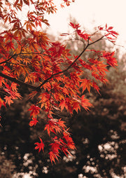 Close-up of red Japanese maple leaves on a branch against a blurred dark bokeh background