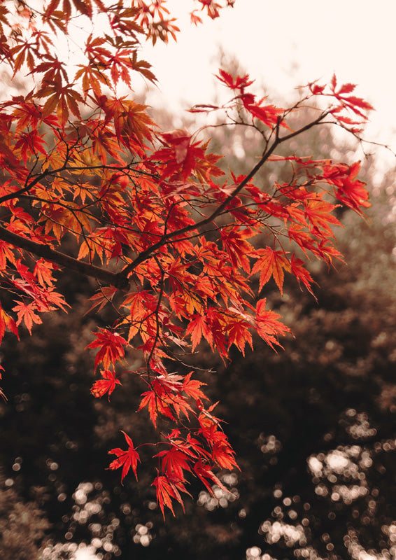 Japanese Maple Glow