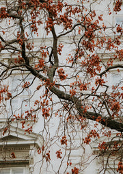 Bare tree branches with rust seed pods against a classical building facade