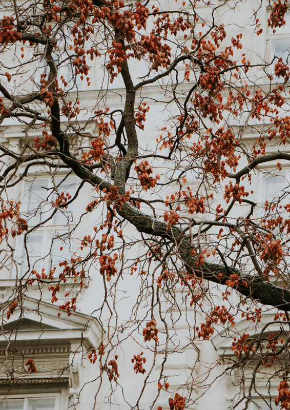 Bare tree branches with rust seed pods against a classical building facade