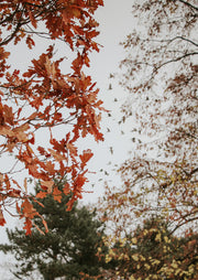 Rust-orange oak leaves in foreground with pale sky, distant birds in flight, dark pine trees below.