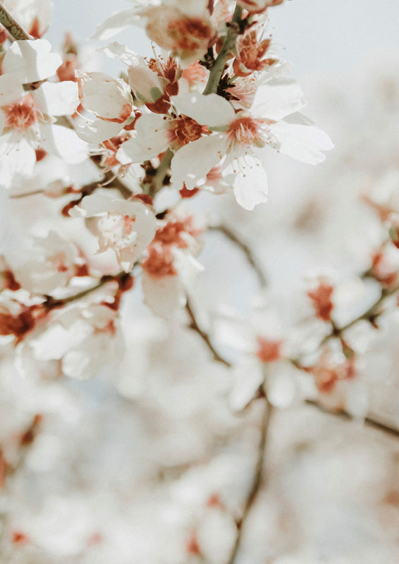 Close-up of white blossom clusters with pink centres against a soft blue sky