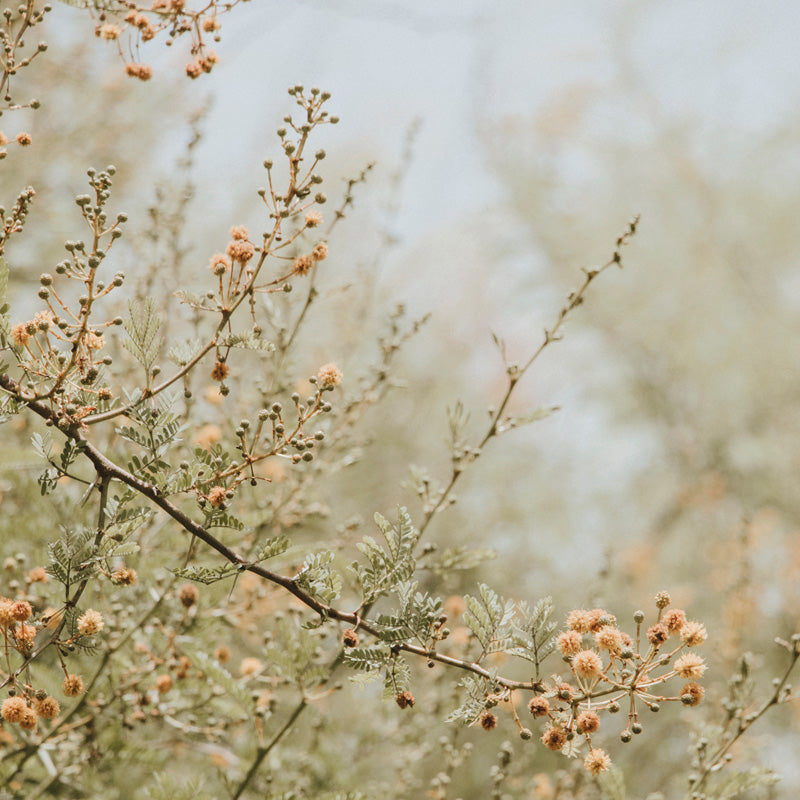 Mimosa Blossom