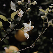 Close-up of white orange blossom flowers and buds on a branch with blurred dark background and citrus fruit.
