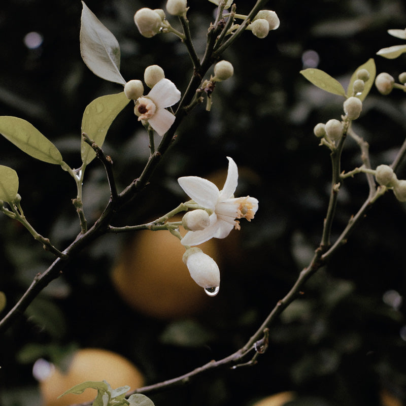 Orange Blossom And Fruit