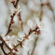 Close-up of white and pink blossom on bare branches against a blurred pale background