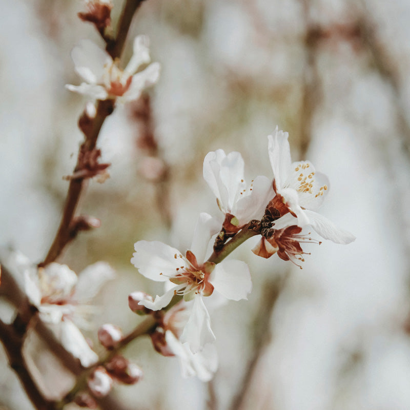 Prunus Dulcis 13