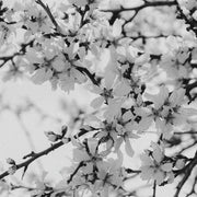 Black and white close-up photograph of blossom branches with soft background