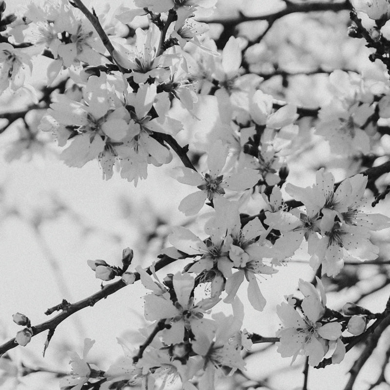 Prunus Dulcis 24