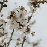 Close-up of white and pink blossoms on bare branches against a soft grey sky