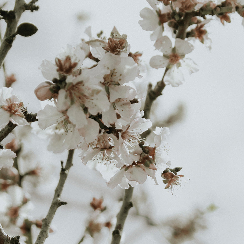 Prunus Dulcis 25