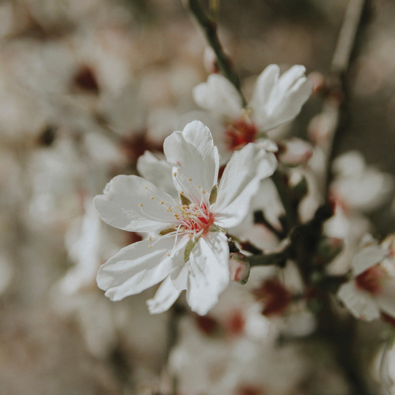 Prunus Dulcis 4