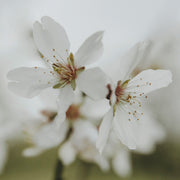 Close-up photograph of white blossom flowers with soft blurred background