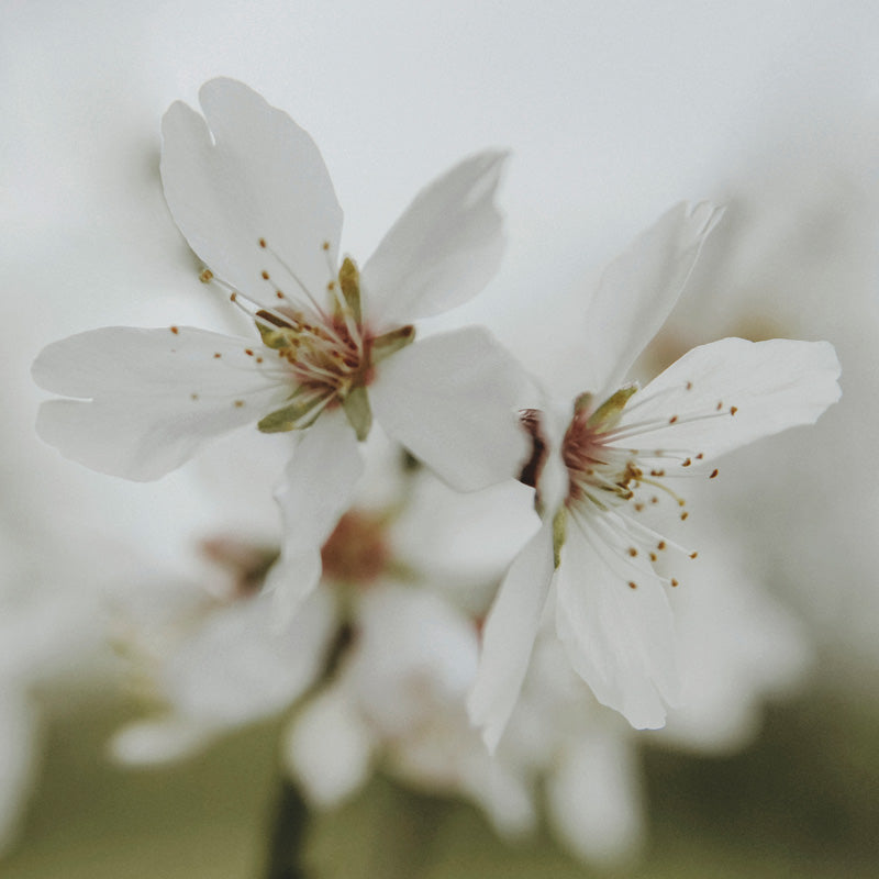 Close-up photograph of white blossom flowers with soft blurred background