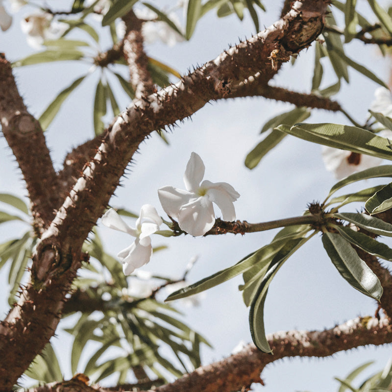 Tropic Flower 4