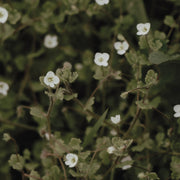 Macro photo of small white wildflowers among green leafy foliage