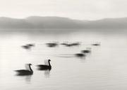 Black and white photo of geese swimming on a misty lake with distant hills.