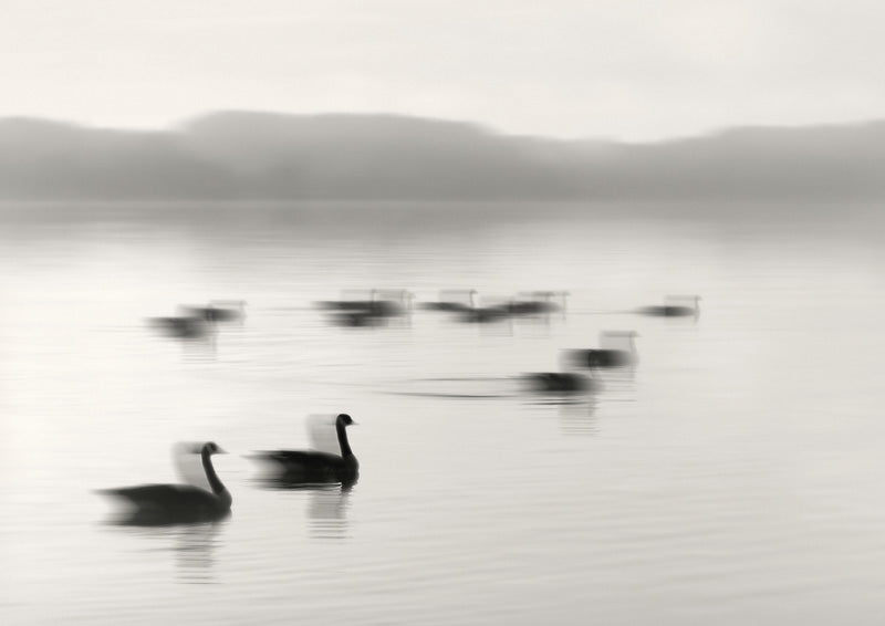 Black and white photo of geese swimming on a misty lake with distant hills.