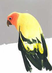 Conure