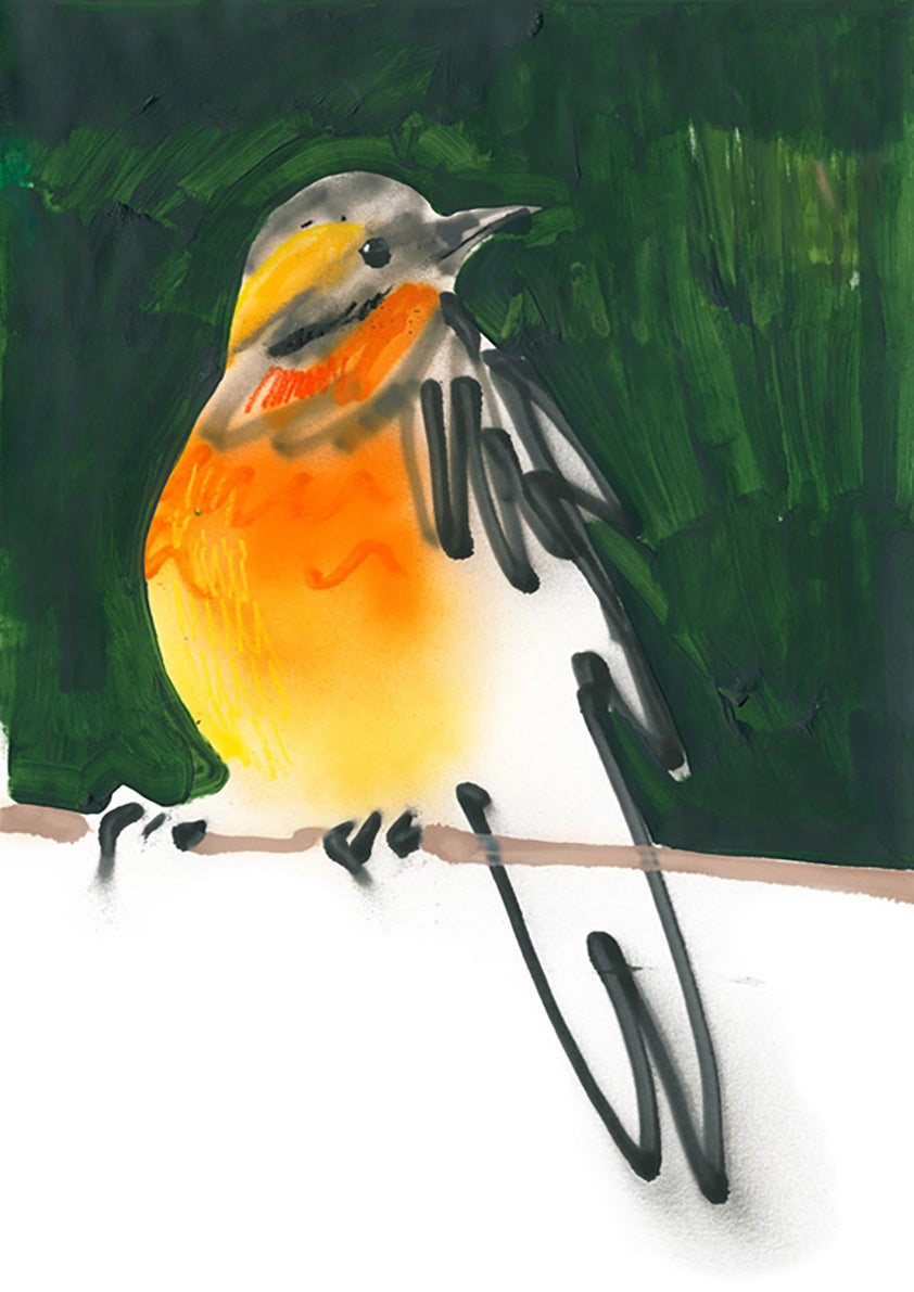 American Robin