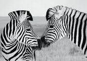 Pair Of Zebras