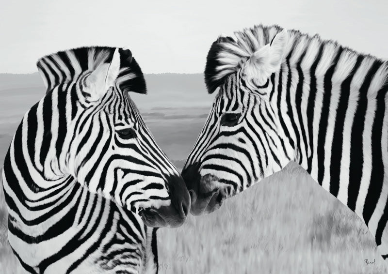 Pair Of Zebras