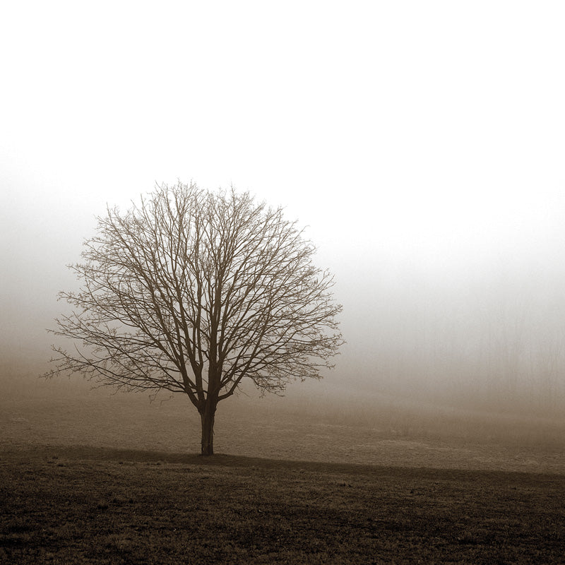 Silhouette of a bare tree standing alone in a foggy field, sepia toned photograph