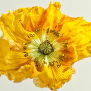 Close-up photograph of a yellow poppy flower with orange edges and visible seed pod centre