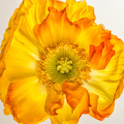 Macro photograph of a yellow and orange poppy flower against a white background