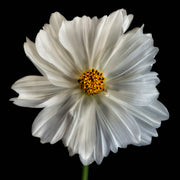 Close-up photograph of a white cosmos flower with yellow centre on black background
