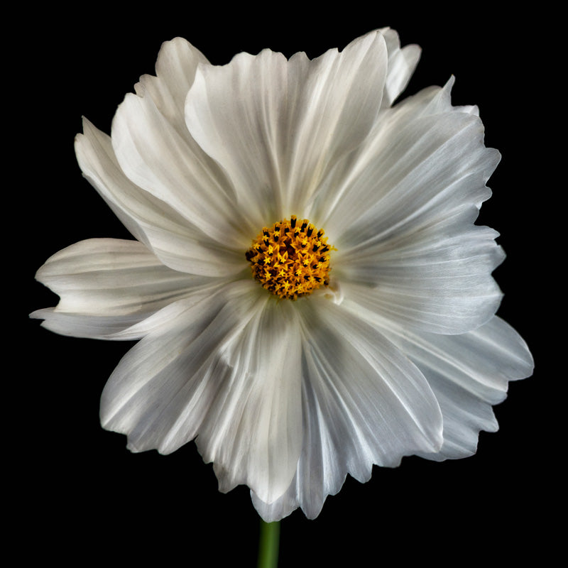 Daisy White 1