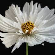 Daisy White 2