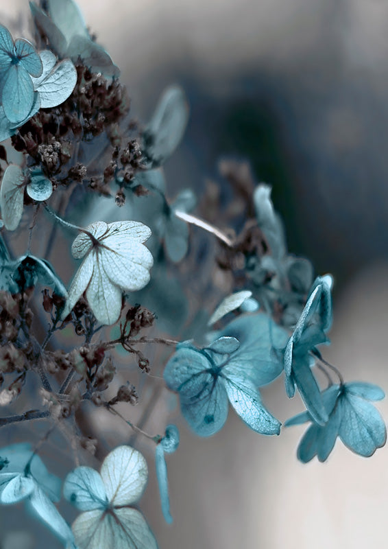Blue Hydrangea