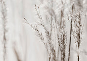 Grasses
