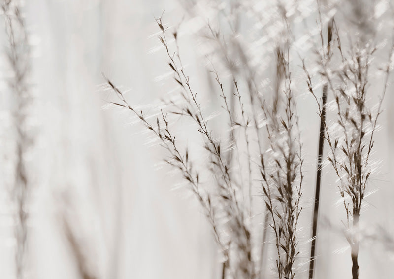 Grasses
