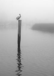 Black and white photo of a pelican on a wooden piling in foggy marsh water with reflection.