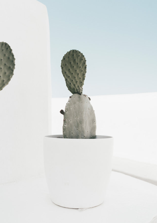 Potted paddle cactus against a white wall with pale sky in the background