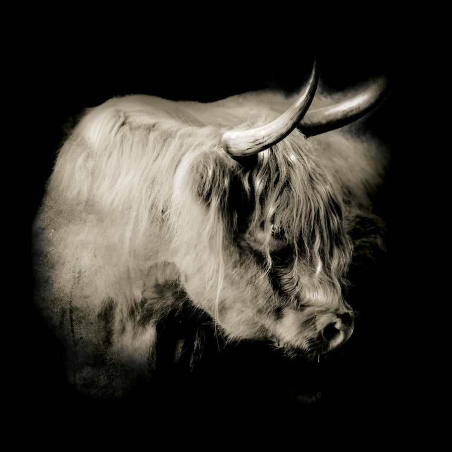 Sepia photograph of a highland cow's profile with horns against a black background