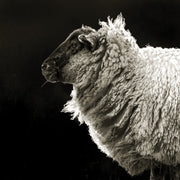 Black and white side profile photo of a sheep with thick curling wool against a dark background
